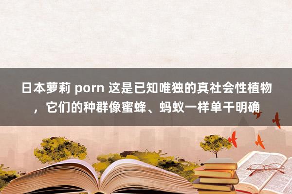 日本萝莉 porn 这是已知唯独的真社会性植物，它们的种群像蜜蜂、蚂蚁一样单干明确